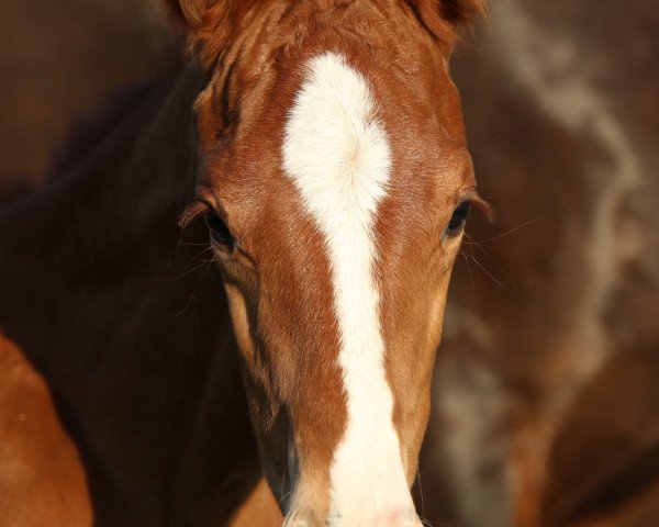 horse Hengst von Bonds / French Kiss (Oldenburg, 2019, from Bonds)