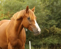 jumper Baily 47 (German Riding Pony, 2011, from Beach Boy)