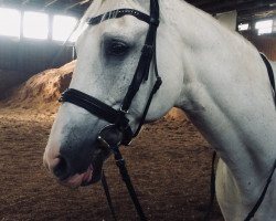 jumper Levano 5 (Hanoverian, 1998, from Lordanos)