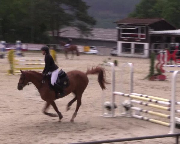 Reitturnier Haiger-Rodenbach, Drei-Länder-Challenge 2017