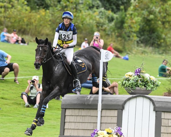 horse Box Qutie (Swedish Warmblood, 2006, from Quite Easy I)