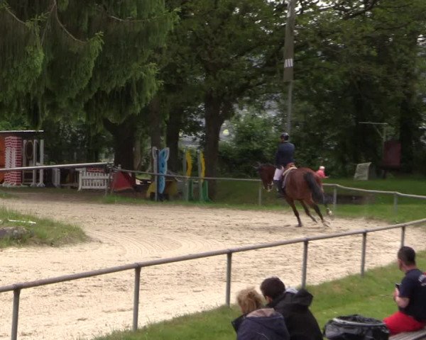 Reitturnier Haiger-Rodenbach, Drei-Länder-Challenge 2017