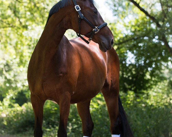 horse Cinchia (Holsteiner, 2005, from Concept)