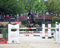 jumper Budapest 5 (Hungarian Warmblood, 2008, from Balou du Rouet)