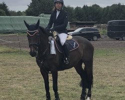 Springpferd Quiletta 3 (Holsteiner, 2010, von Quidam's Rubin)