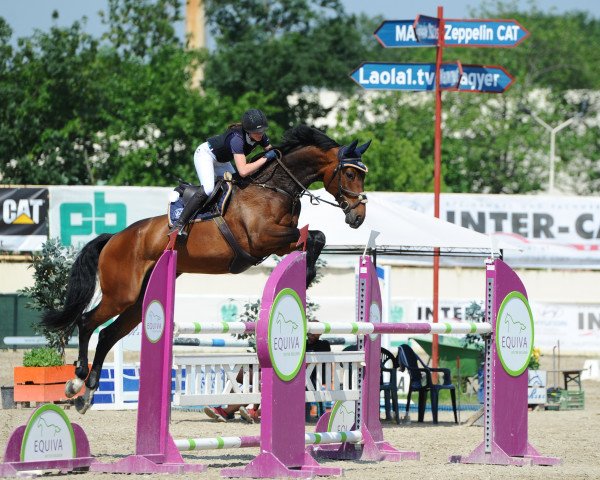 Springpferd Cantorino (Holsteiner, 2010, von Canto) Springpferd Cantorino (Holsteiner, 2010, von Canto)