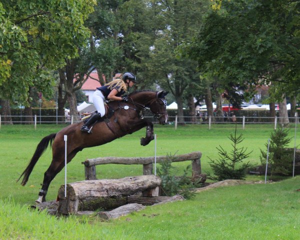 jumper Inseltroll (Trakehner, 2012, from Phlox)