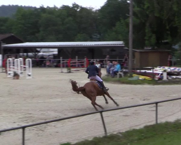 Reitturnier Haiger-Rodenbach, Drei-Länder-Challenge 2017