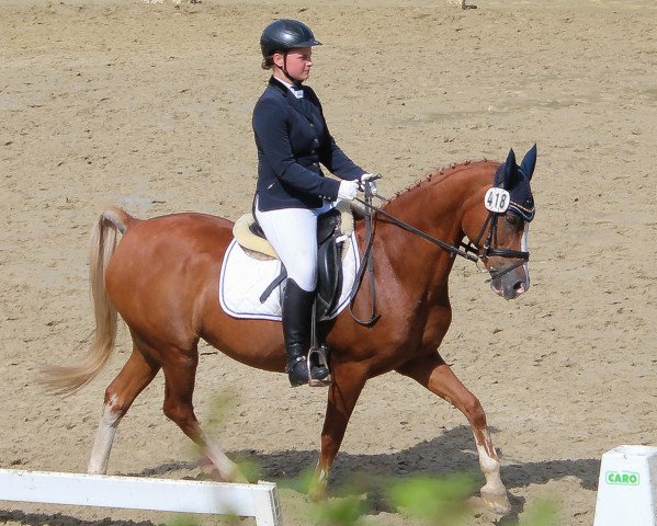 broodmare Princess of Ebony (German Riding Pony, 1999, from Playboy)