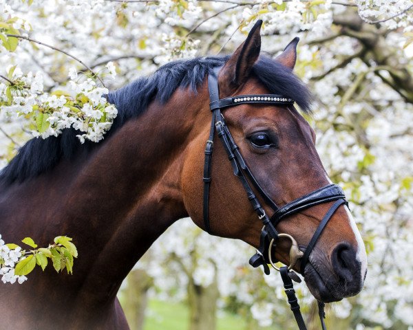 dressage horse Columba ST (Oldenburg, 2007, from Florencio I)