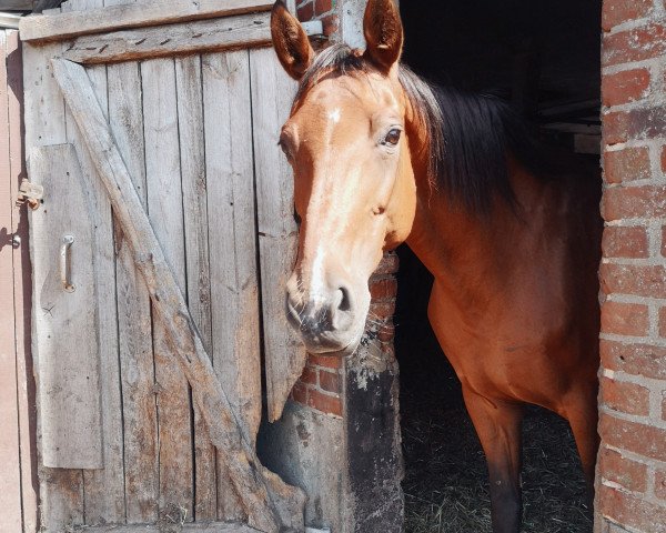broodmare Raissa (Hanoverian, 2005, from Riccione)