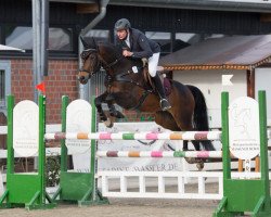 Deckhengst De Champ-M (KWPN (Niederländisches Warmblut), 2008, von Flipper d'Elle)