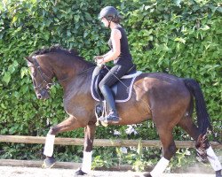 dressage horse Siebenstein 15 (Oldenburg, 2012, from San Amour I)