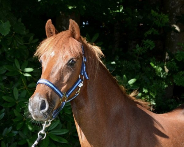 broodmare Halla (Welsh-Pony (Section B), 2008, from Downland Goldflake)