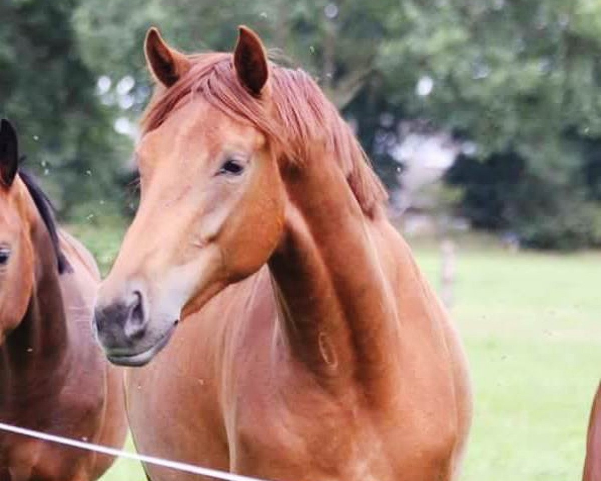 broodmare Veilchen 37 (Oldenburg, 2015, from Vivaldi)
