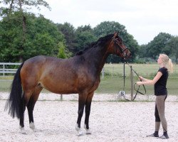 broodmare Formidable 53 (Oldenburg, 2013, from Foundation 2)