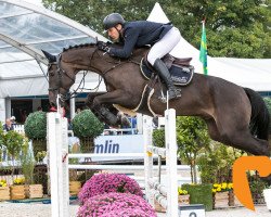 Springpferd Cassios Carlo (Westfale, 2011, von Congress)