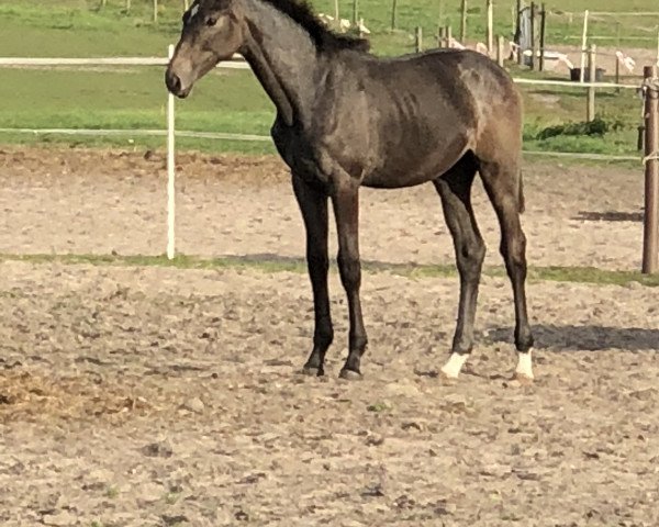 horse Cassilina (Holsteiner, 2018, from Cabrio van de Heffinck)