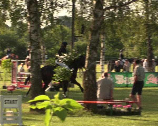 Reitturnier Hille 2017