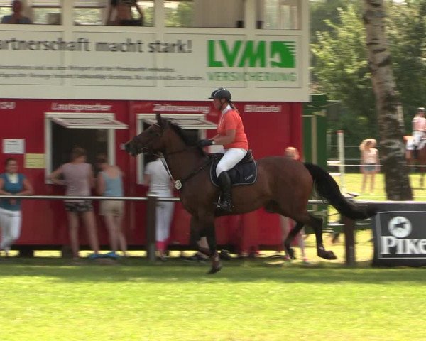 Reitturnier Hille 2017