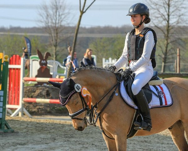 dressage horse Clooney 101 (German Riding Pony, 2010, from NK Cyrill)