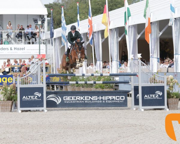Zuchtstute Latisha de Regor (Belgisches Warmblut, 2011, von Diamant de Semilly)