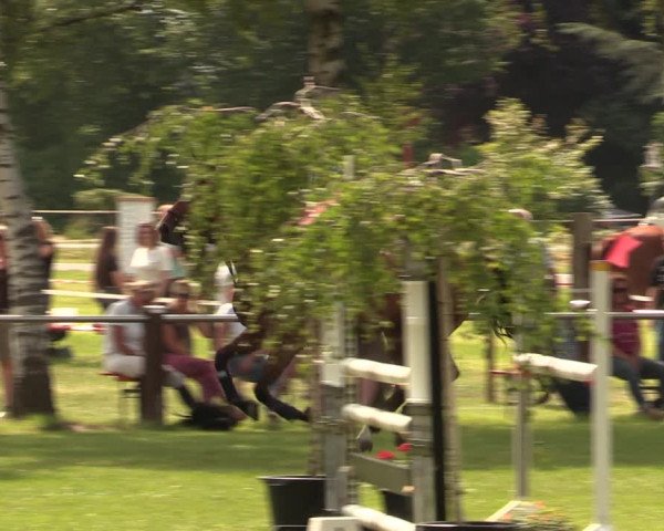 Reitturnier Hille 2017