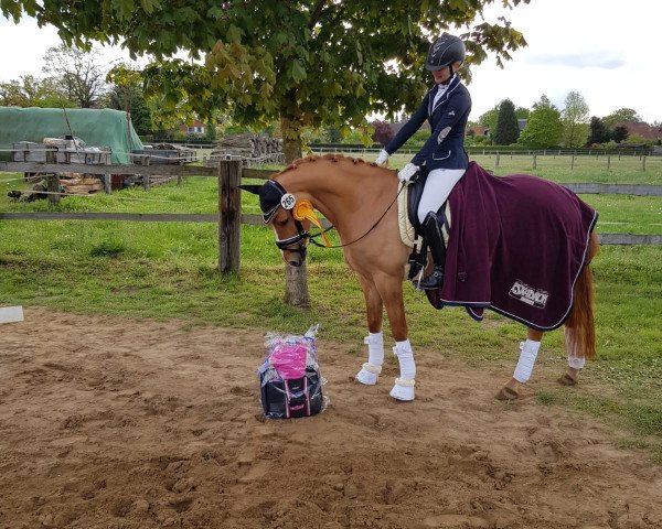 dressage horse Der Glückspilz (German Riding Pony, 2014, from Dimension AT NRW)