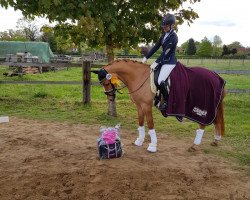 dressage horse Der Glückspilz (German Riding Pony, 2014, from Dimension AT NRW)