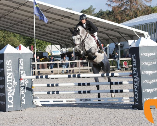 stallion Futurore Di Villagana (Sella Italiano, 2013, from Heartbreaker)