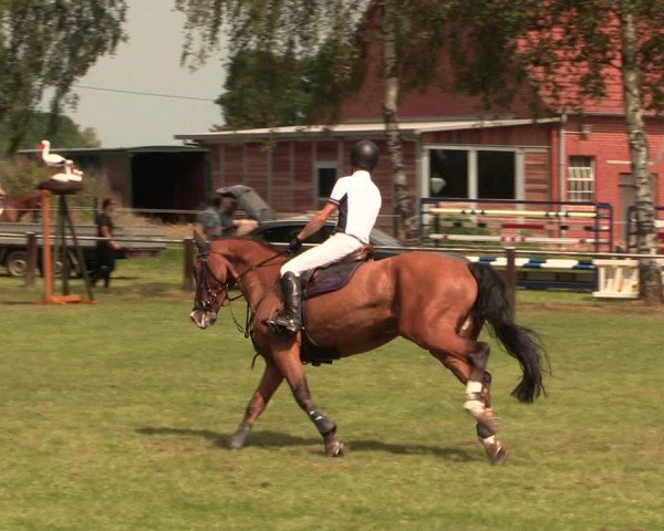 Reitturnier Hille 2017