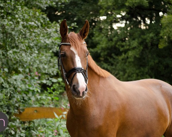 dressage horse Destiny's Queen (Oldenburg, 2013, from Dressage Royal)