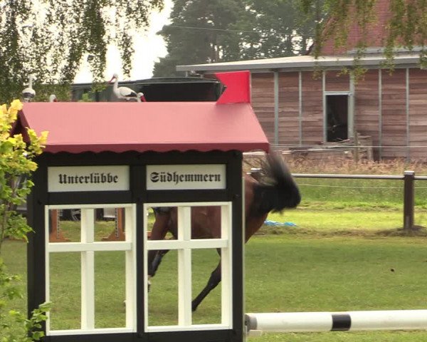 Reitturnier Hille 2017