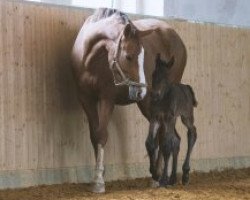 broodmare Santanas Memory HL (German Sport Horse, 2019, from Lahnstein 4)