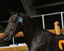 stallion Chiwo W Z (Zangersheide riding horse, 2015, from Chellsini Z)