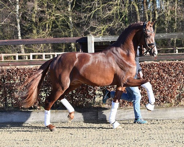 stallion Viva Gold OLD (Oldenburg, 2016, from Vivaldi)