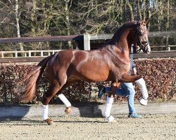 stallion Viva Gold OLD (Oldenburg, 2016, from Vivaldi)