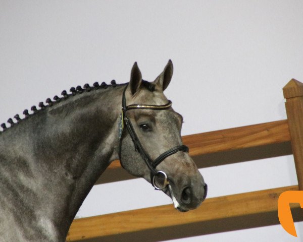 stallion Champaniero (Holsteiner, 2015, from Cassin 2)