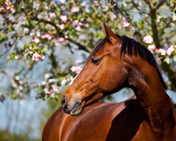 jumper Santa Fee (German Riding Pony, 2005, from Sando Paso N)