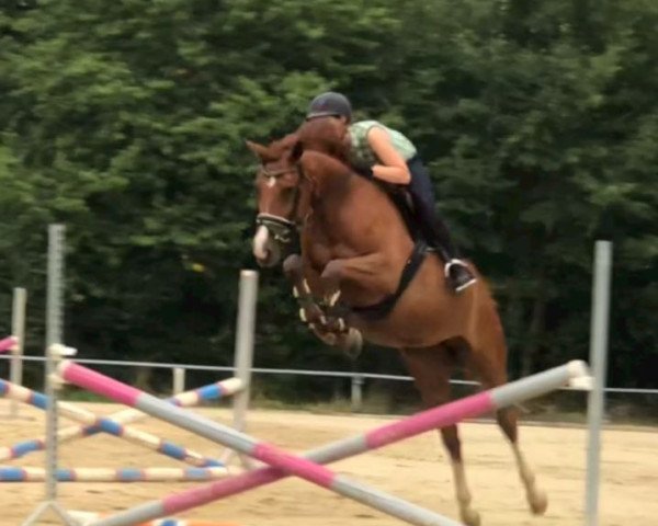 jumper Ce La Vie S (Oldenburg show jumper, 2013, from Comilfo Plus Z)