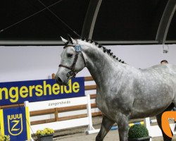 Deckhengst Pacha van het Costersveld (Belgisches Warmblut, 2015, von Casall Ask)