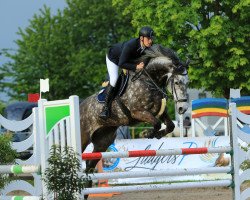 jumper Lasko 71 (Holsteiner, 2012, from Lavall I)