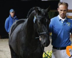 Deckhengst Pretty Boy Van De Molenberg (Belgisches Warmblut, 2015, von Balou du Rouet)