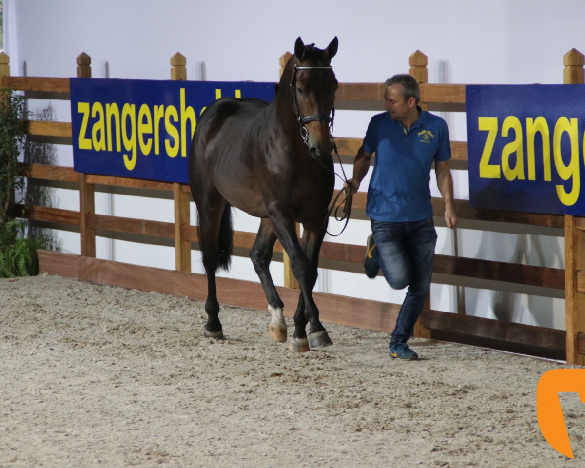 Springpferd Vilou (Holsteiner, 2015, von Vigo d'Arsouilles)