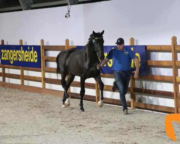 Springpferd Don Di Arezzo Z (Zangersheide Reitpferd, 2016, von Coriandra van 't B Z)
