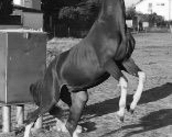 Springpferd Forever Mine SH (Deutsches Sportpferd, 2015, von Freddie Mercury 2)
