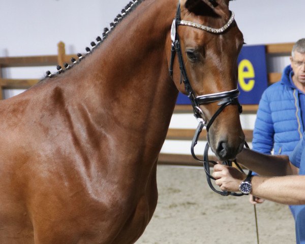 stallion Drummer 111 Z (Zangersheide riding horse, 2016, from Dominator 2000 Z)
