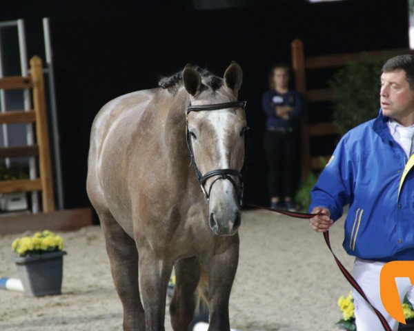 Springpferd Cuba Libre van Paemel Z (Zangersheide Reitpferd, 2016, von Cicero Z van Paemel)