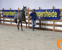 Springpferd Quincy 250 (Holsteiner, 2016, von Quidam de Revel)