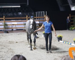 Pferd Zadrago (Holsteiner, 2016, von Zirocco Blue)